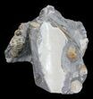 Sphenodiscus Ammonite - South Dakota #60235-3